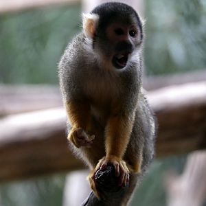 Black-capped squirrel monkey (Saimiri boliviensis)