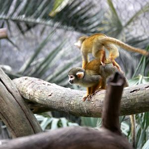 Guianan squirrel monkey (Saimiri sciureus)