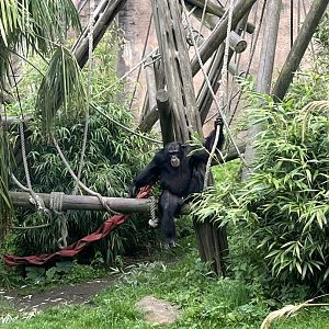 Chimpanzee “Velu” on climbing frame 15.7.24