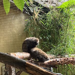 Coppery titis 15.7.24