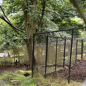 Visayan spotted deer 15.7.24