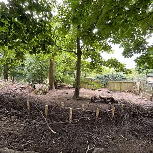Visayan warty pig enclosure 15.7.24