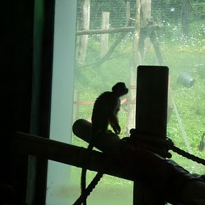 Squirrel monkey 15.7.24