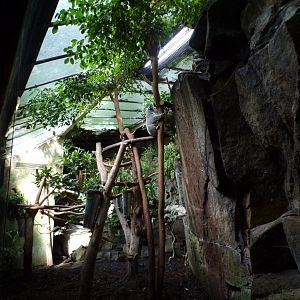 Koala enclosure 15.7.24