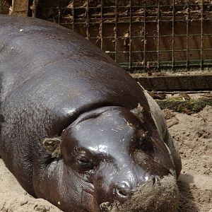 Pygmy hippo 15.7.24