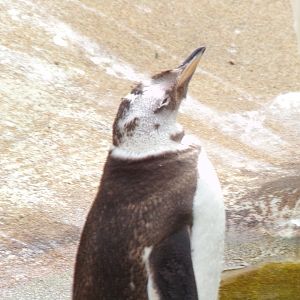 Gentoo penguin 15.7.24