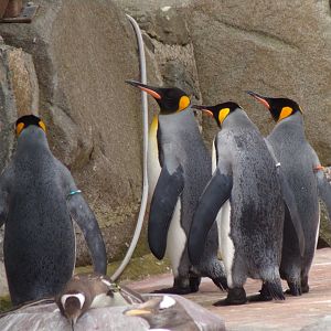King penguins 15.7.24