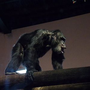 Chimpanzee displaying 15.7.24