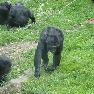 Chimpanzee “Liberius” 15.7.24