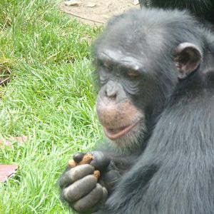 Chimpanzee “Velu” 15.7.24