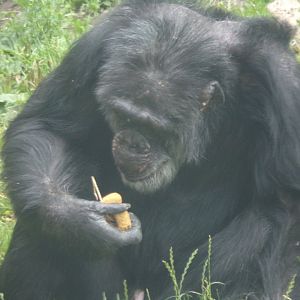 Chimpanzee “Louis” 15.7.24