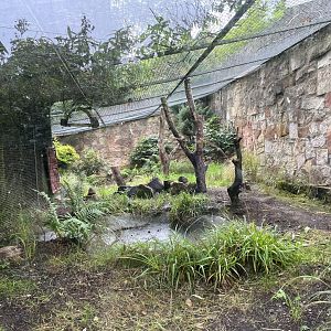 Former binturong enclosure (becomes pallas cat enclosure) 16.7.24
