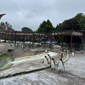 View of penguin nests 16.7.24