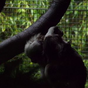 Cotton topped tamarin with young  16.7.24