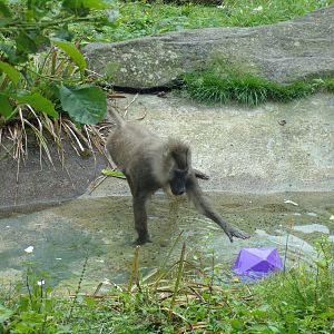 Drill with enrichment 16.7.24