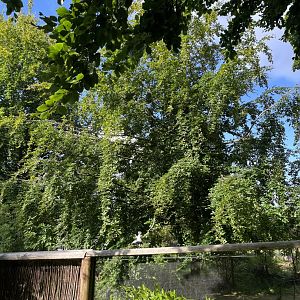 Ring-tailed lemur in tree 17.7.24