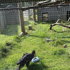 Southern ground hornbill with enrichment 17.7.24