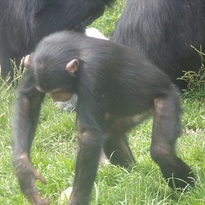 Chimpanzee “Masindi” 17.7.24
