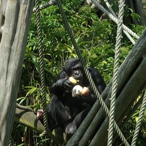 Chimpanzee “Qafzeh” 17.7.24