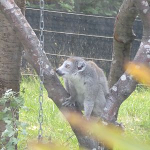 Crowned lemur 17.7.24