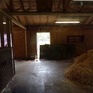 Banteng indoors 17.7.24