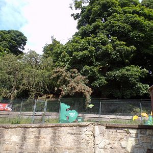View of visayan warty pig enclosure 17.7.24