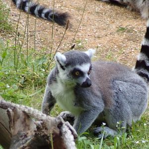 Ring-tailed lemur 17.7.24