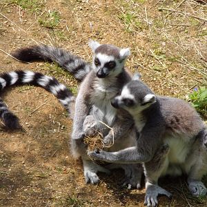 Ring-tailed lemurs with food 17.7.24