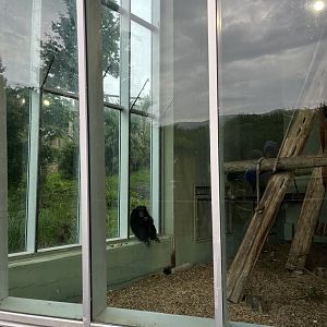 Chimpanzee at the window 18.7.24