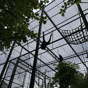 Buff-cheeked gibbons 18.7.24