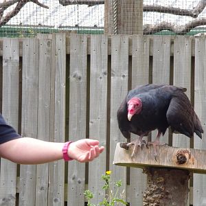 Turkey vulture 18.7.24