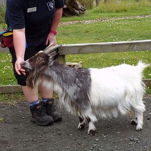 African pygmy goat 18.7.24
