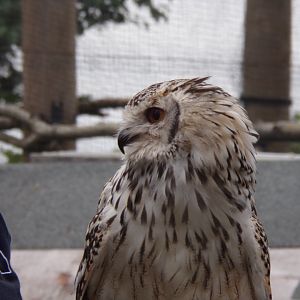 Rock eagle-Owl  18.7.24