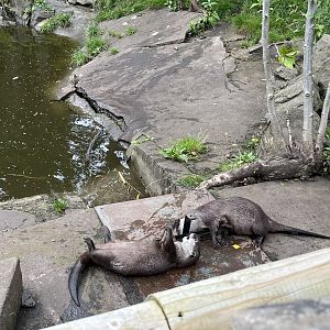 Asian short clawed otters playing 18.7.24