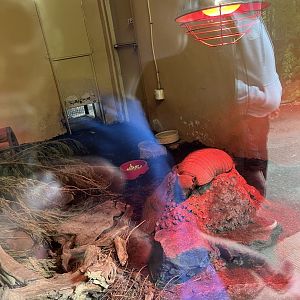 Hairy armadillo resting (not in this enclosure anymore) 18.7.24