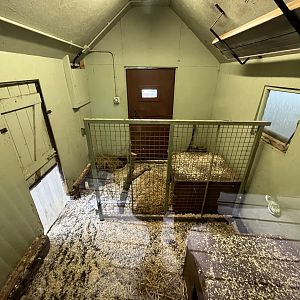 Southern pudu and azara’s agouti indoors 18.7.24