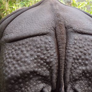 Indian rhinoceros 18.7.24