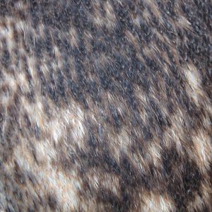 Gentoo penguin closeup 18.7.24