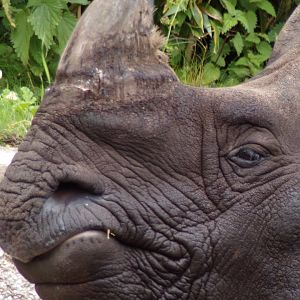 Indian rhinoceros “Qabid” 18.7.24