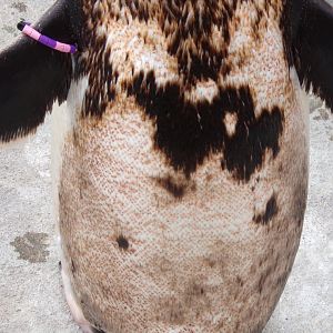 Gentoo penguin skin 18.7.24