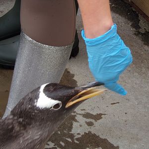 Gentoo penguin pecking 18.7.24