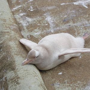 Leucistic gentoo penguin 18.7.24
