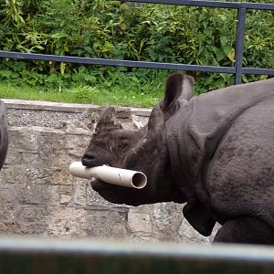 Indian rhinoceros with tube 18.7.24