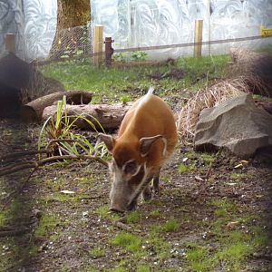 Red river hog 18.7.24