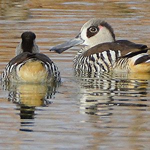 Pink-eared ducks