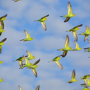 Budgerigar flock.