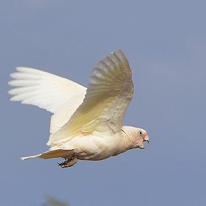 Little corella.