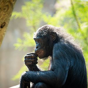 Bonobo in Thought