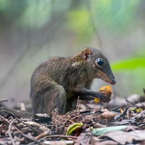 Common Treeshrew