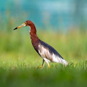 Chinese Pond Heron